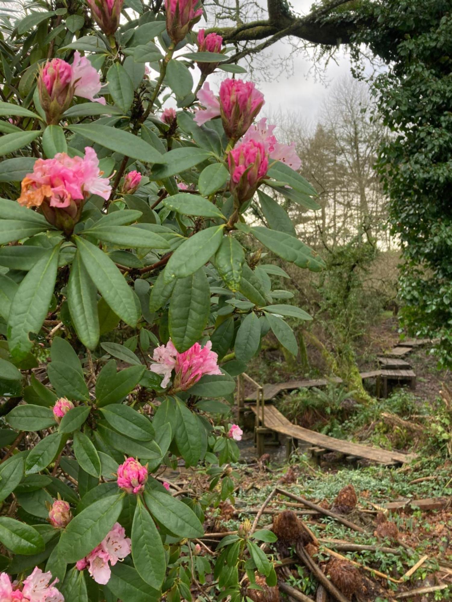Hollyhocks Holiday Home- 2 Bedroomed Ground Floor Apartment Sleeps 5 Ivybridge Eksteriør bilde